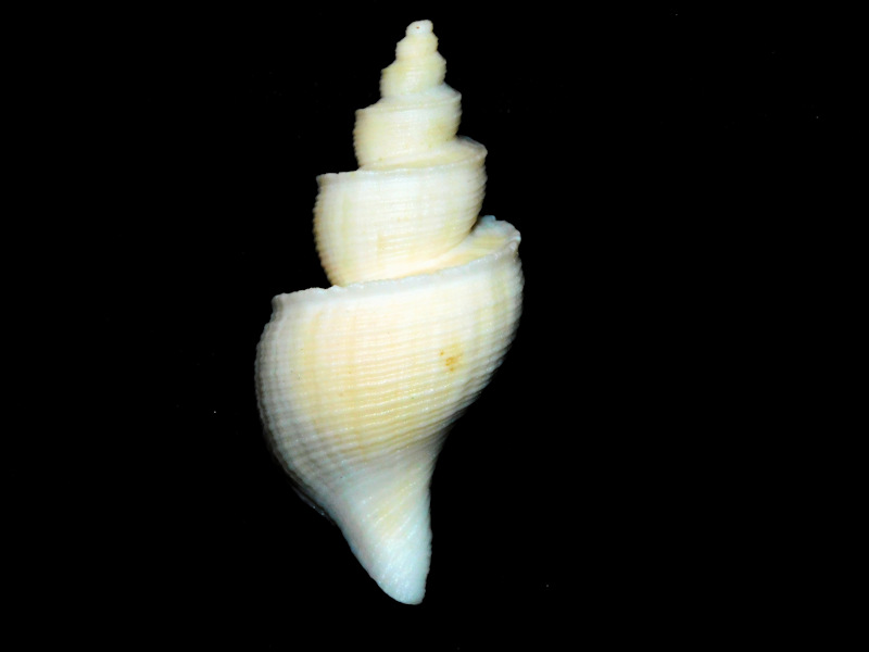 Neptunea tabulata 3 1/8” or 79.20mm. w/o "Rare"#700486 Neptunea tabulata 3 1/8” or 79.20mm. w/o "Rare"#700486