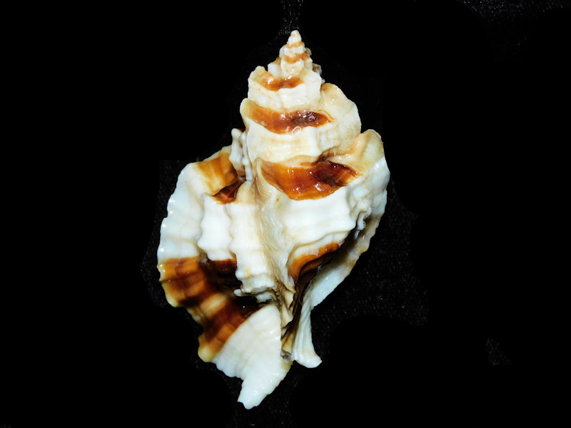 Ceratostoma foliatum 2 5/8” or 65.63mm. w/o. #700797 Ceratostoma foliatum 2 5/8” or 65.63mm. w/o. #700797