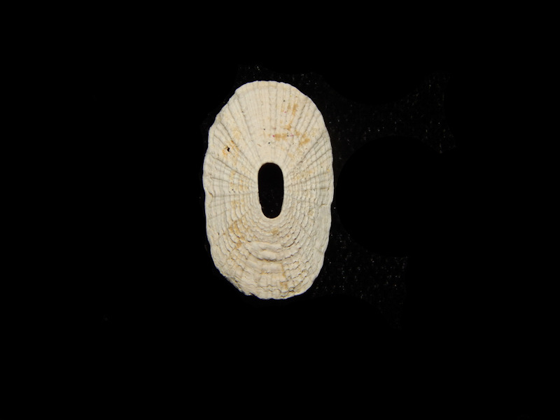 Lucapinella talanteia 16.88mm.-Ft Denaud Member-Lot#13924 Lucapinella talanteia 16.88mm.-Ft Denaud Member-Lot#13924