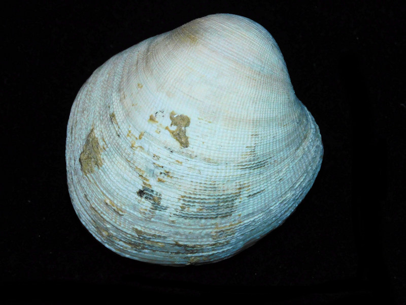 Periglypta tamiamiensis 3 3/8” or 83.37mm. "Rare" #17468