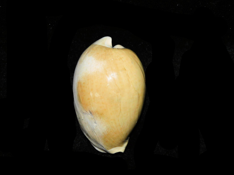 Calusacypraea globulina 2 5/8” or 66.16mm. "Rare" #17780