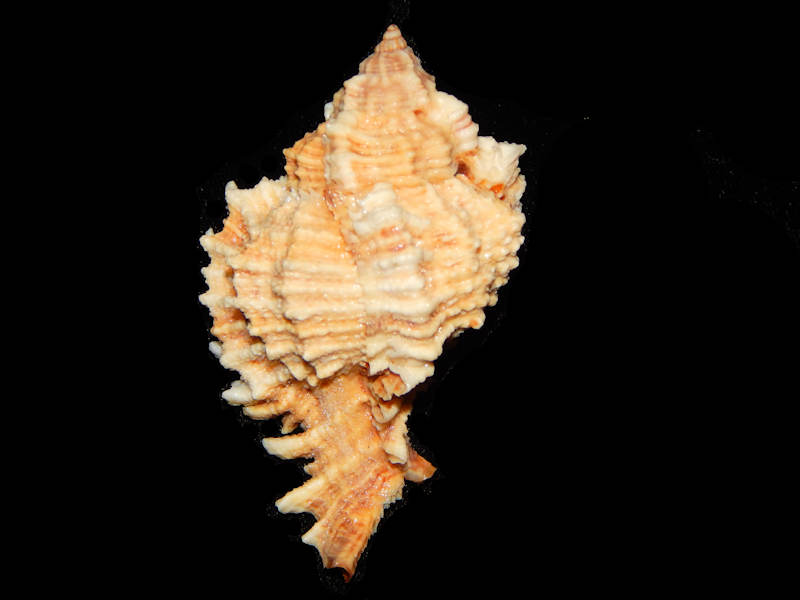 Phyllonotus pomum 2 7/8” W/o-Large from Eleuthera-Lot#11835