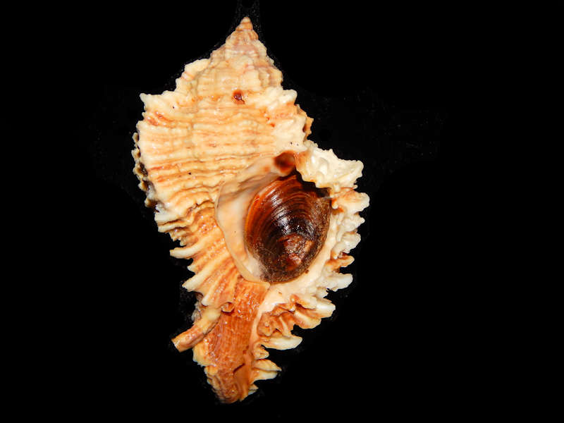 Phyllonotus pomum 2 7/8” W/o-Large from Eleuthera-Lot#11835 - Click Image to Close