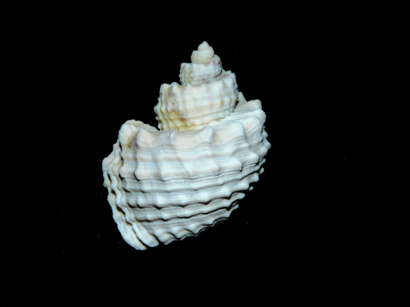 Trigonostoma tenera 1 ¾” or 44.67mm."Giant Fossil"#700715 Trigonostoma tenera 1 ¾” or 44.67mm."Giant Fossil"#700715