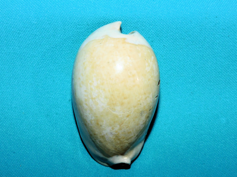 Calusacypraea tequesta 2 5/8” or 63.07mm."Ultra-Rare"#600102 Calusacypraea tequesta 2 5/8” or 63.07mm."Ultra-Rare"#600102