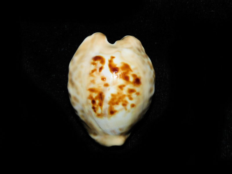 Barycypraea teulerei 1 5/8” or 40.50mm."oman" #700557 Barycypraea teulerei 1 5/8” or 40.50mm."oman" #700557