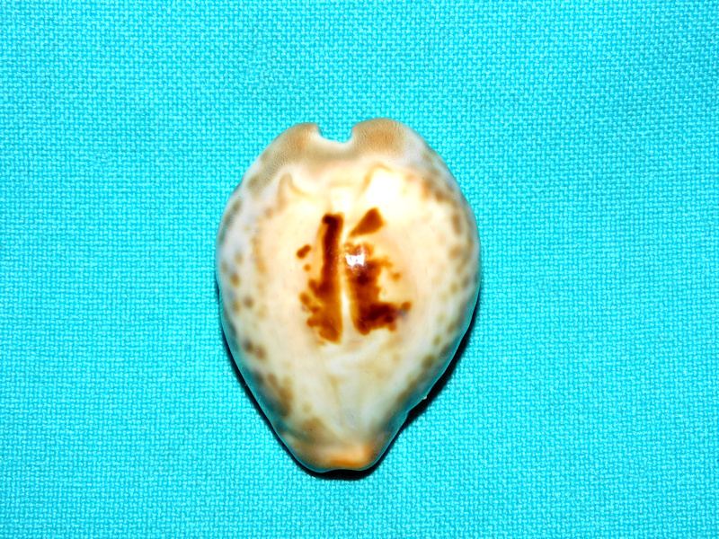 Barycypraea teulerei 1 5/8” or 40.72mm."Oman" #700191 Barycypraea teulerei 1 5/8” or 40.72mm."Oman" #700191