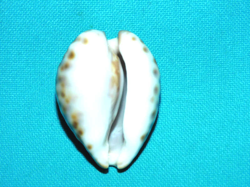 Barycypraea teulerei 1 5/8” or 40.72mm."Oman" #700191