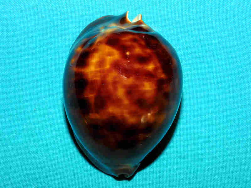 Zoila thersites thersites 2 ¾” or 71.89mm."Gorgeous Dark Rare" LOT#901216JB (image for) Zoila thersites thersites 2 ¾” or 71.89mm."Gorgeous Dark Rare" LOT#901216JB