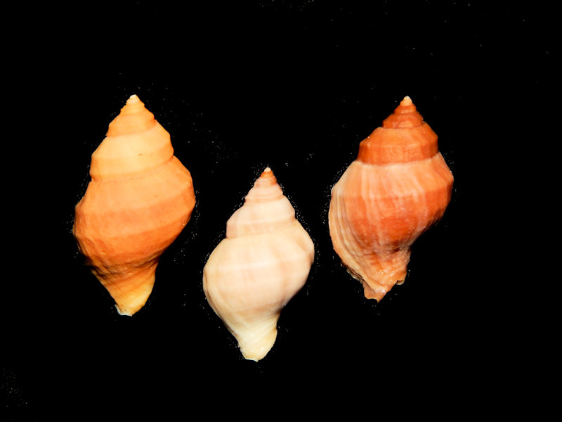 Nucella lamellosa(3) 37.55mm,40.63mm & 43.59mm w/o-Lot#16179 Nucella lamellosa(3) 37.55mm,40.63mm & 43.59mm w/o-Lot#16179