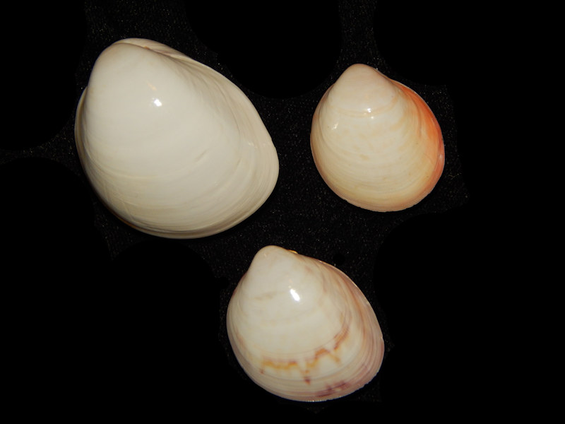 Laevicardium serratum(3) 1 5/8”, 1 ¼” & 1 1/8”-colors Lot#15019 Laevicardium serratum(3) 1 5/8”, 1 ¼” & 1 1/8”-colors Lot#15019