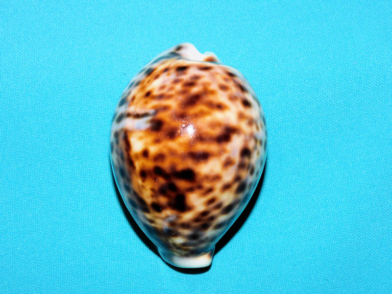 Cypraea tigris 3" or 77.17mm. Kwajalein Atoll #17373