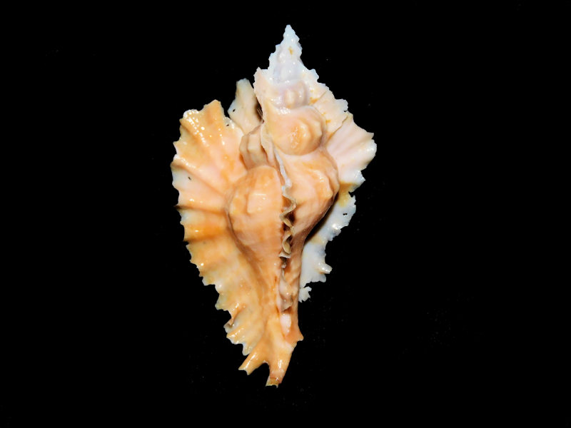 Timbellus phyllopterus 2 ¼” or 55.90mm."Orange Beauty" #700394 - Click Image to Close