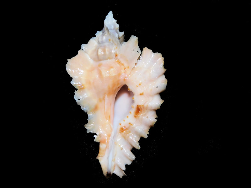 Timbellus phyllopterus 2 ¼” or 55.90mm."Orange Beauty" #700394