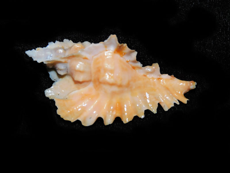 Timbellus phyllopterus 2 ¼” or 55.90mm."Orange Beauty" #700394 - Click Image to Close