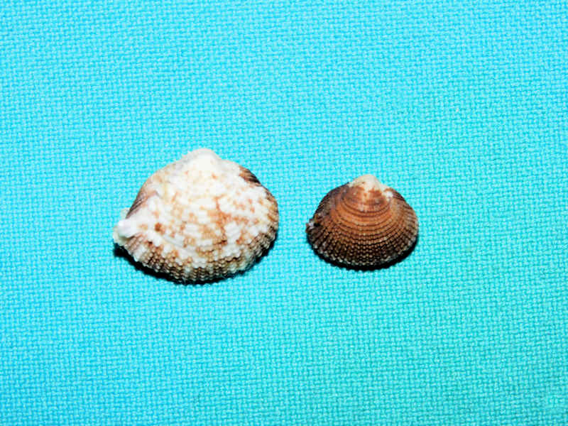 Timoclea marica(2) 19.41mm & 12.82mm. "Guam"#17428 Timoclea marica(2) 19.41mm & 12.82mm. "Guam"#17428
