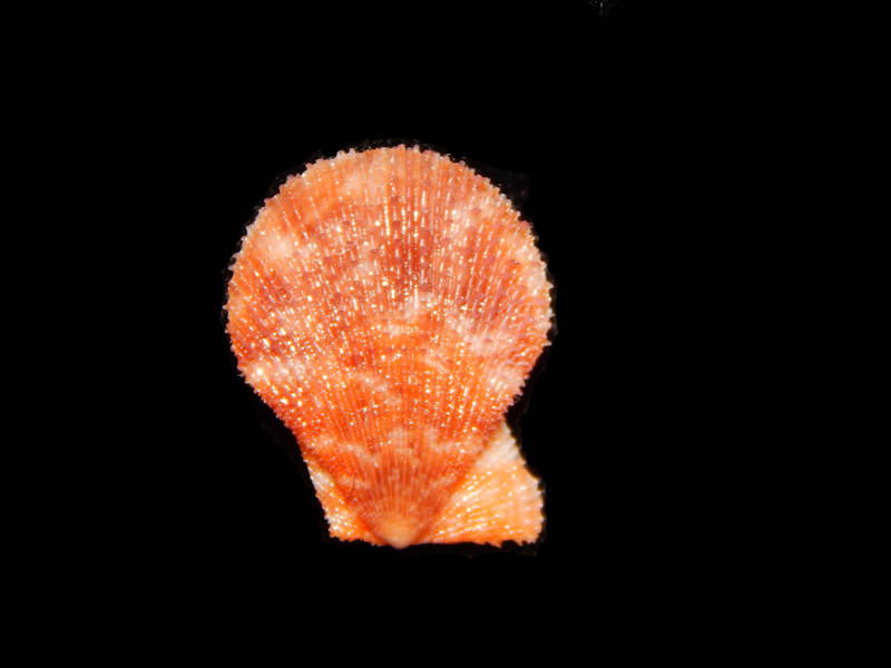 Chlamys tincta -Purple/Orange-Lot#11685 Chlamys tincta -Purple/Orange-Lot#11685