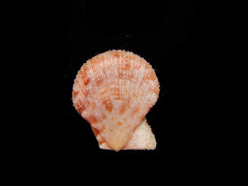 Chlamys tinctus - False Bay, SW Cape South Africa-Lot#11890 Chlamys tinctus - False Bay, SW Cape South Africa-Lot#11890