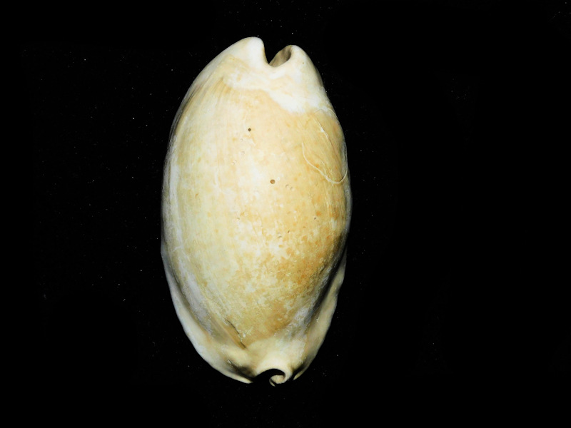 Akleistostoma olssoni 2 3/4” or 70.12mm."Choice Variant" #800224 Akleistostoma olssoni 2 3/4” or 70.12mm."Choice Variant" #800224