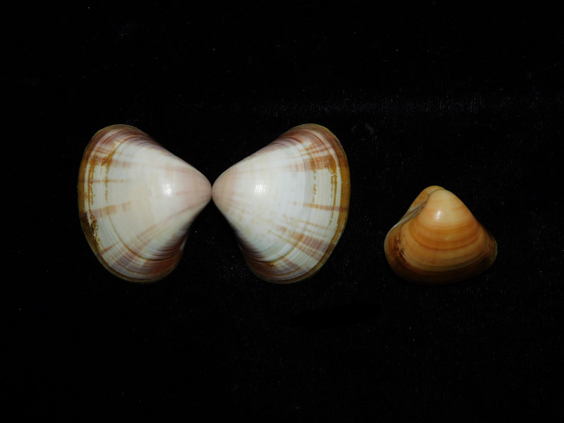 Tivela mactroides(2) 1 3/4" & 1 1/8"Venezuela-Lot#16814 Tivela mactroides(2) 1 3/4" & 1 1/8"Venezuela-Lot#16814