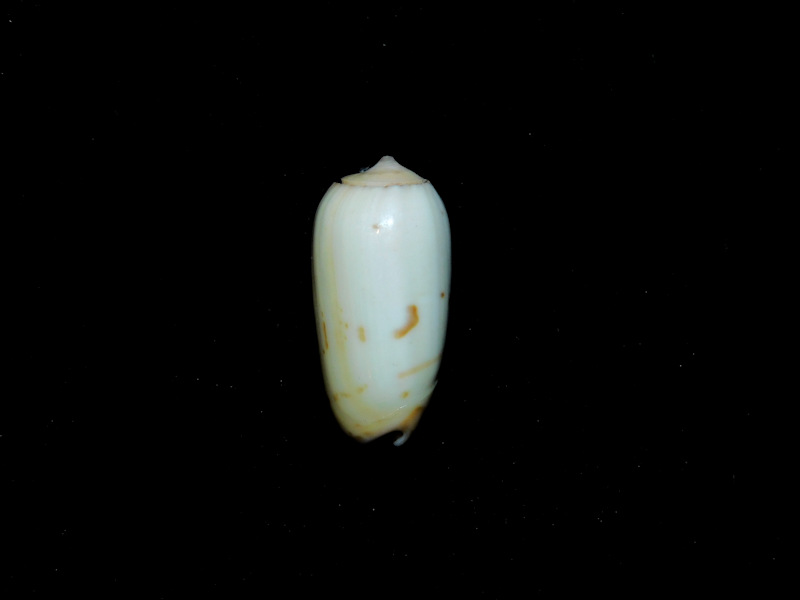 Oliva (Galeola) todosina 22.53mm.Albinistic #17385 Oliva (Galeola) todosina 22.53mm.Albinistic #17385