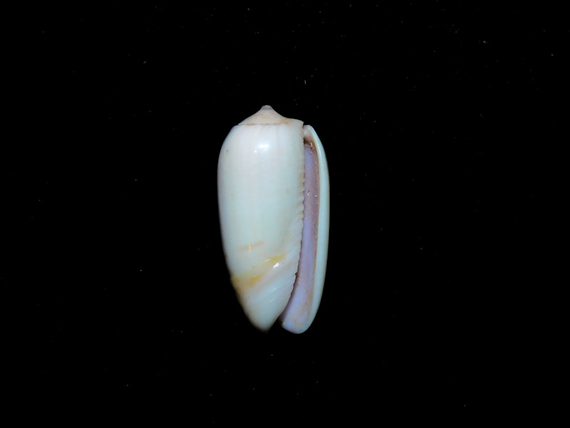 Oliva (Galeola) todosina 22.53mm.Albinistic #17385