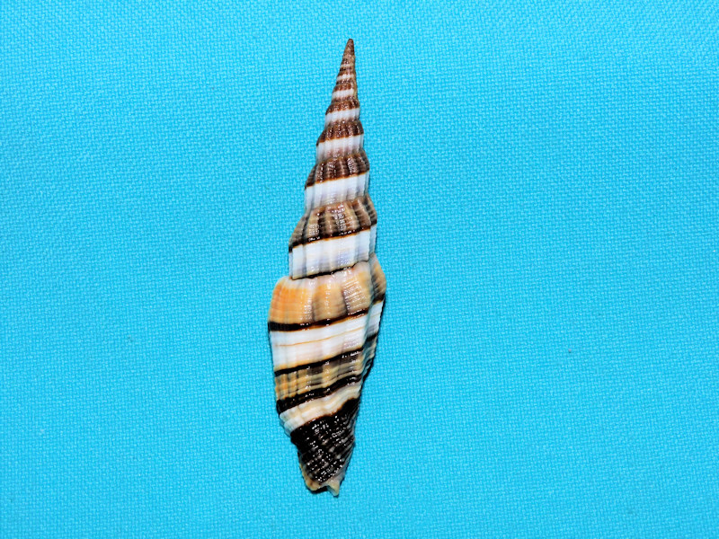 Vexillum citrinum 2 3/4” or 70.62mm. "Gorgeous" #700208 Vexillum citrinum 2 3/4” or 70.62mm. "Gorgeous" #700208