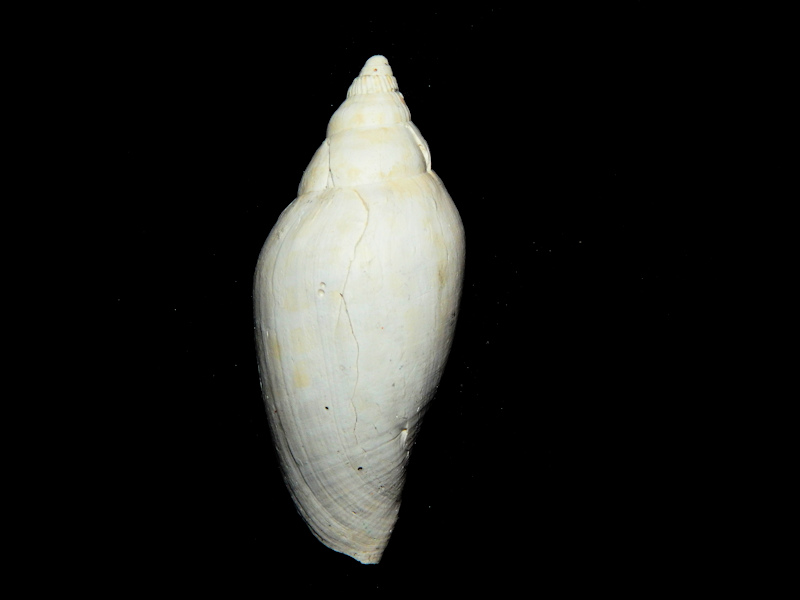 Scaphella tomscotti 3 7/8"-Ayers Landing Griffin Pit Lot#16225 Scaphella tomscotti 3 7/8"-Ayers Landing Griffin Pit Lot#16225