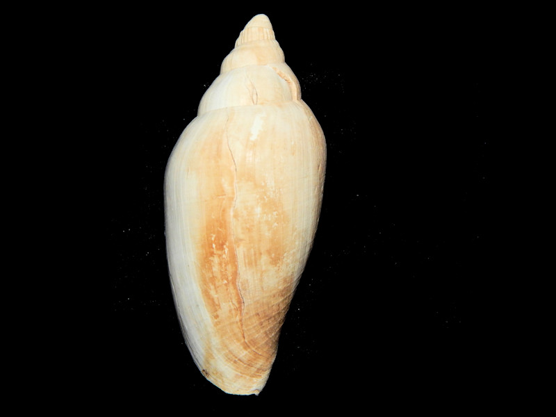 Scaphella tomscotti 3 3/4"-Ayers Landing-Griffin Pit Lot#16322 Scaphella tomscotti 3 3/4"-Ayers Landing-Griffin Pit Lot#16322