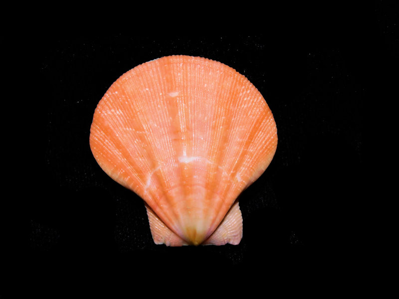 Decatopecten plica 1 5/8” or 37.74mm."Orange" #700726 Decatopecten plica 1 5/8” or 37.74mm."Orange" #700726