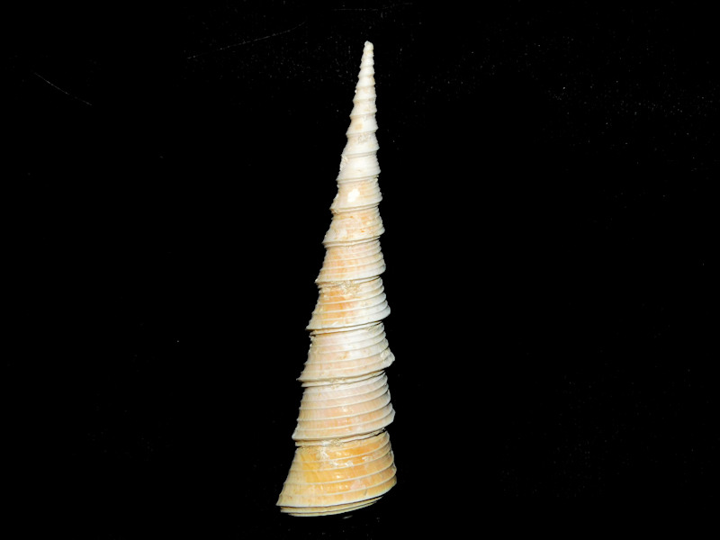 Torcula subgrundifera 2 ¾” or 71.68mm."Miocene Chipola" #700720 - Click Image to Close