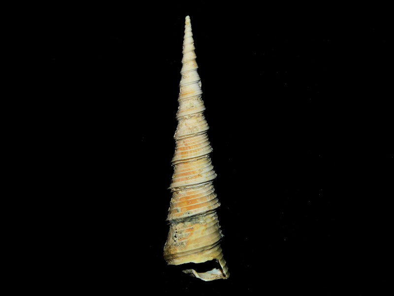 Torcula subgrundifera 2 ¾” or 71.68mm."Miocene Chipola" #700720 - Click Image to Close