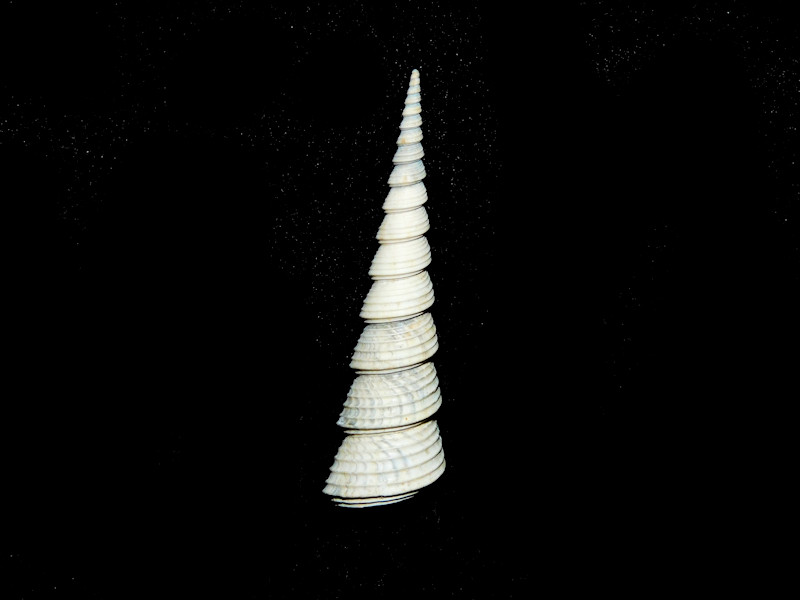Torcula subgrundifera 1 7/8"” or 48.80mm."Miocene Chipola"#17200 Torcula subgrundifera 1 7/8"” or 48.80mm."Miocene Chipola"#17200