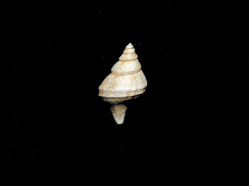 Michela trabeatoides 16.30mm. Stone City #17386