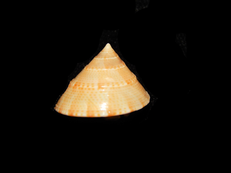 Calliostoma tranquebaricum 16.87mm.-Tuticorin-Lot#14370 Calliostoma tranquebaricum 16.87mm.-Tuticorin-Lot#14370