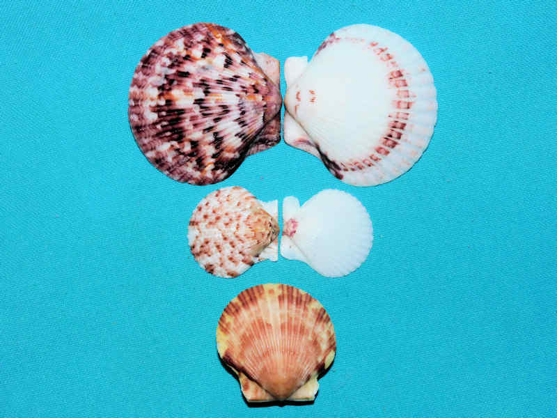Argopecten gibbus (3) 48.73mm, 34.97mm & 27.57mm."Sanibel"#17310 Argopecten gibbus (3) 48.73mm, 34.97mm & 27.57mm."Sanibel"#17310
