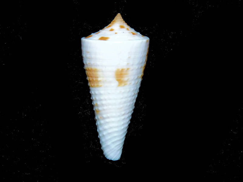 Kioconus tribblei 1 5/8” or 39.80mm. "Granulate" #700129 Kioconus tribblei 1 5/8” or 39.80mm. "Granulate" #700129