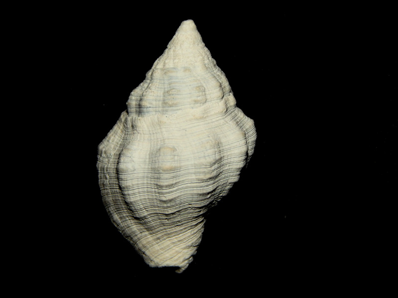 Gemophos tridentatus 1 ¼”-Pinecrest Member-Lot#16212 Gemophos tridentatus 1 ¼”-Pinecrest Member-Lot#16212