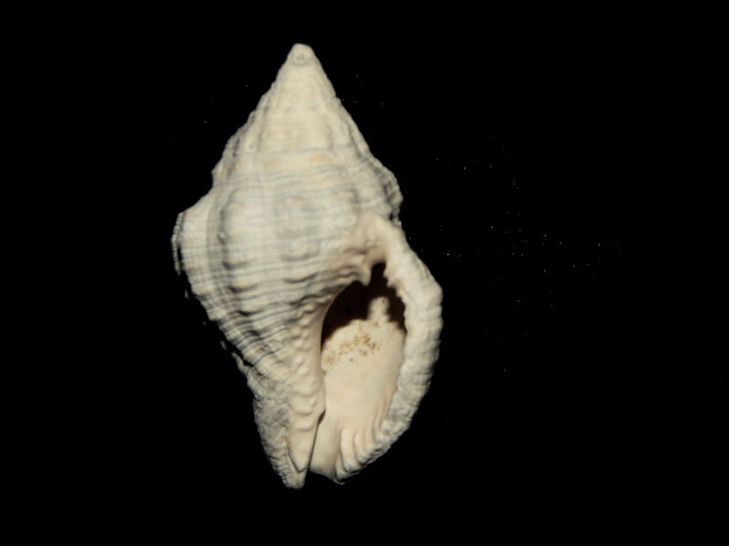 Gemophos tridentatus 1 ¼”-Pinecrest Member-Lot#16212