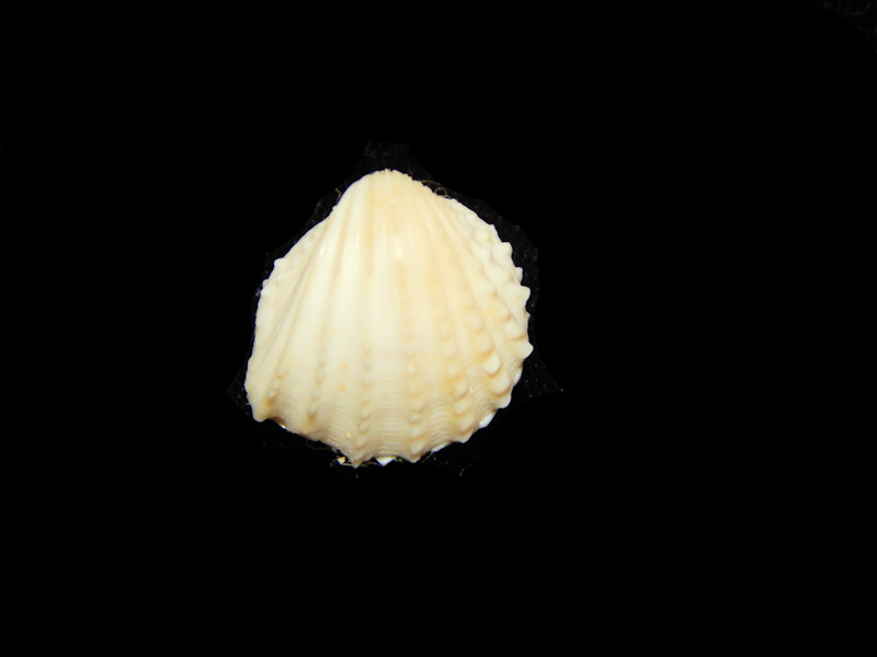Trigonocardia granifera 12.01mm.-Coiba Island-Lot#13314 Trigonocardia granifera 12.01mm.-Coiba Island-Lot#13314