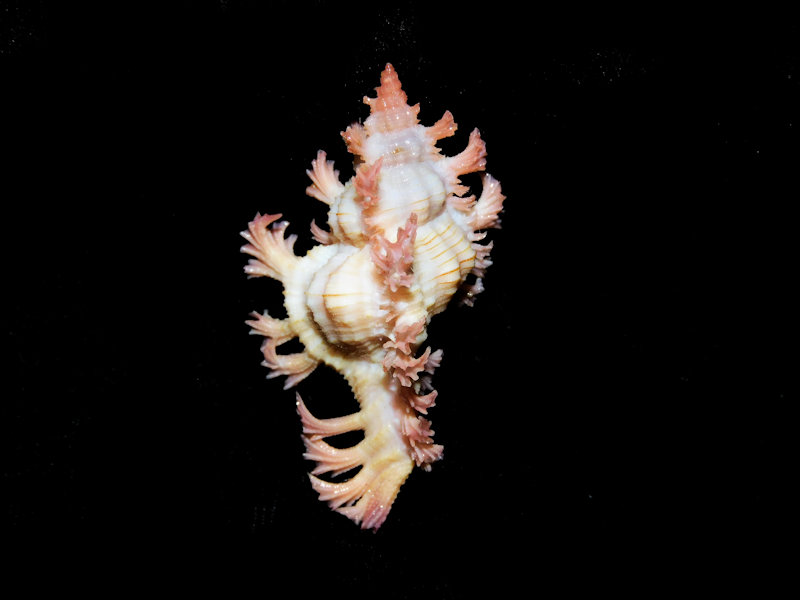 Chicoreus (Triplex) aculeatus 43.45mm. "Wow"#700463