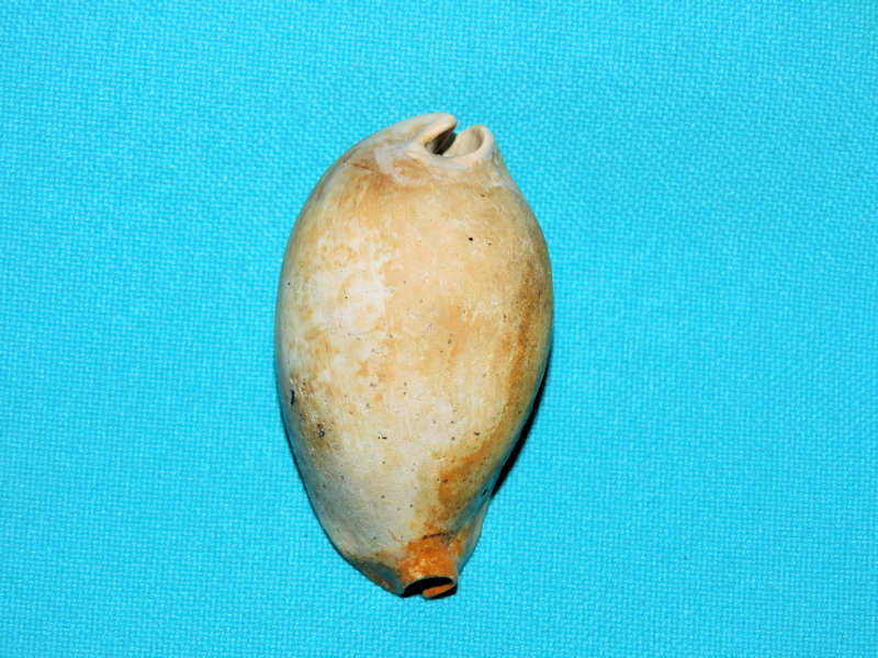 Siphocypraea trippeana 2 1/8” or 53.30mm. #800219 Siphocypraea trippeana 2 1/8” or 53.30mm. #800219