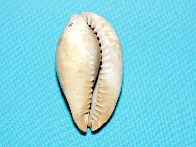 Siphocypraea trippeana 2 1/8” or 53.30mm. #800219 - Click Image to Close