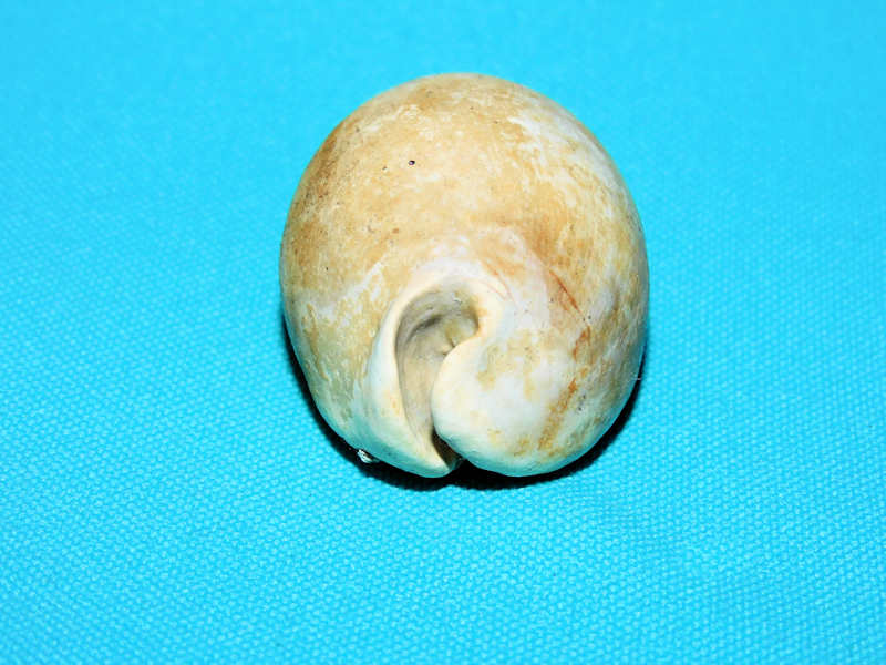 Siphocypraea trippeana 2 1/8” or 53.30mm. #800219