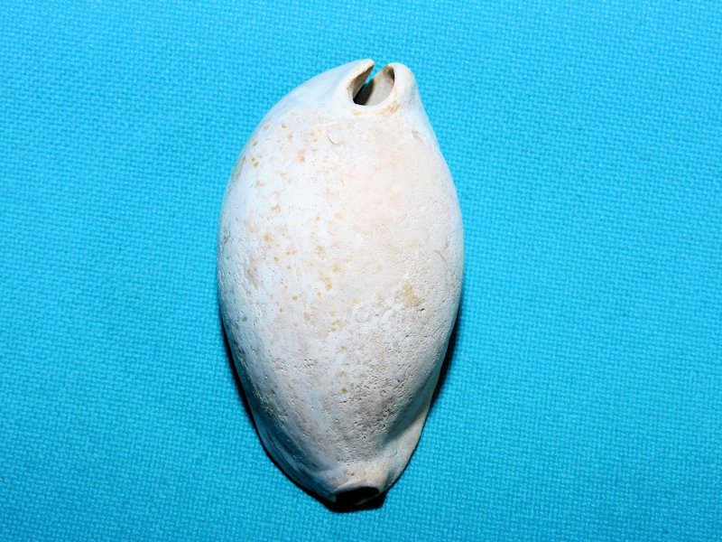 Siphocypraea trippeana 2 1/8” or 52.92mm.Classic #800052 Siphocypraea trippeana 2 1/8” or 52.92mm.Classic #800052