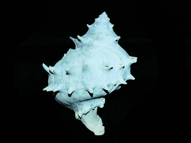 Tropochasca lindae 4” or 101.87mm."Rare & Very Large Fossil Melongena" Lot#17922 (image for) Tropochasca lindae 4” or 101.87mm."Rare & Very Large Fossil Melongena" Lot#17922