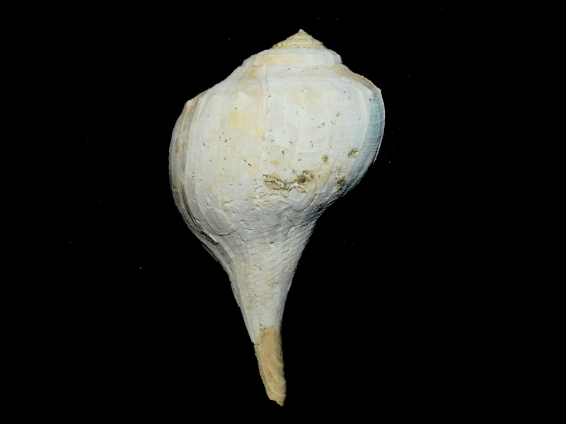 Busycoarctum tropicalis 5 1/8” or 129.91mm."Rare"#17181 Busycoarctum tropicalis 5 1/8” or 129.91mm."Rare"#17181