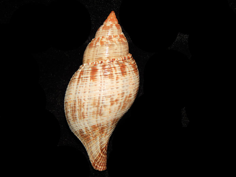 Fasciolaria tulipa 3 ¾” or 95.37mm w/o-Sanibel-Lot#15885 Fasciolaria tulipa 3 ¾” or 95.37mm w/o-Sanibel-Lot#15885