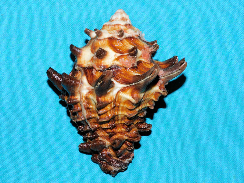 Vasum tubiferum 3 7/8” or 99.03mm."Gorgeous" #700319 Vasum tubiferum 3 7/8” or 99.03mm."Gorgeous" #700319