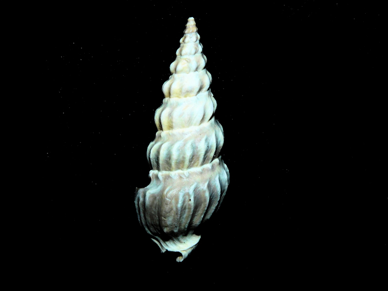 Cymatosyrinx aclinica 1 3/4" or 45.28mm. "Choice" #17216 Cymatosyrinx aclinica 1 3/4" or 45.28mm. "Choice" #17216